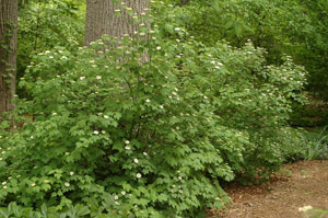 Mapleleaf Viburnum in the landscape